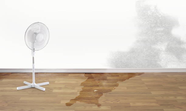 Best Carpet water damage restoration  in Kilauea, HI